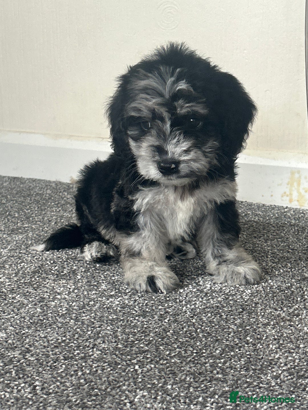 Cavapoo dogs for sale: Health tested Cavapoo puppies  - Image 2