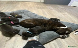 Staffordshire Bull Terrier dogs for sale: Staffordshire bull terrier puppies  - Advert 1