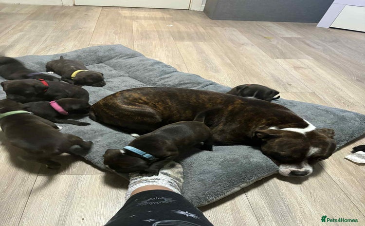 Staffordshire Bull Terrier dogs Staffordshire bull terrier puppies  - Advert 1