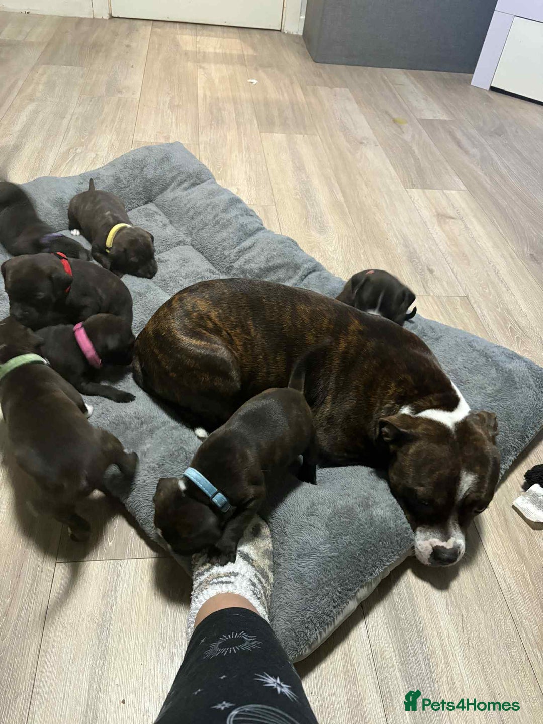 Staffordshire Bull Terrier dogs for sale: Staffordshire bull terrier puppies  - Advert 1