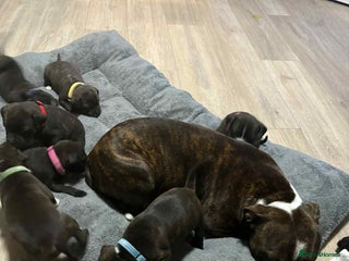Staffordshire Bull Terrier dogs Staffordshire bull terrier puppies - Advert 2