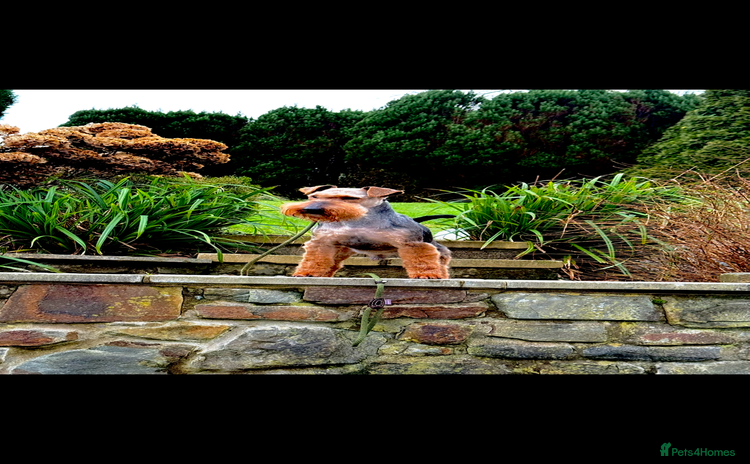 Welsh Terrier dogs Beautiful Welsh terrier puppies  - Advert 1