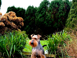 Welsh Terrier dogs Beautiful Welsh terrier puppies - Advert 1