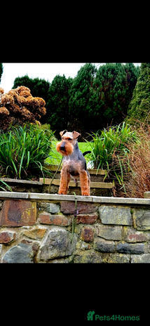 Welsh Terrier dogs Beautiful Welsh terrier puppies - Advert 1
