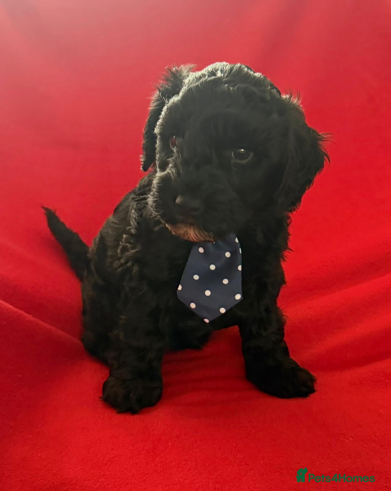 Schnoodle dogs Black/brown male Schnoodle pups for sale. - Advert 9