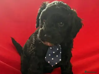 Schnoodle dogs Black/brown male Schnoodle pups for sale. - Advert 1