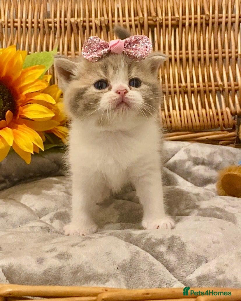 Scottish Fold Kitten 3