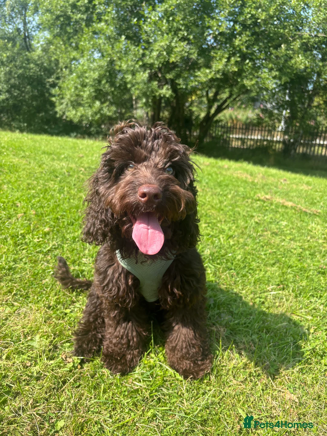 Cockapoo dogs for sale: Miniature Chocolate Cockapoo - 10 Months - Advert 3