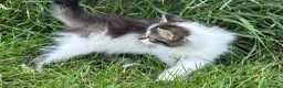 Mixed Breed cats for sale: Beautiful Long haired female kittens. - Advert 6
