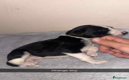 Lurcher dogs for sale: Saluki collie bull grey - Image 8