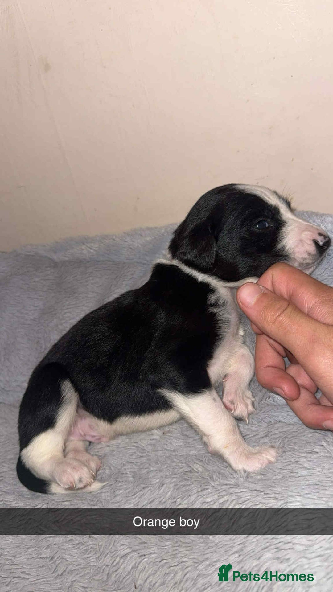 Lurcher dogs for sale: Saluki collie bull grey - Image 8