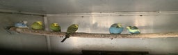 Budgerigars birds for sale: Young and Adult Budgies - Advert 4