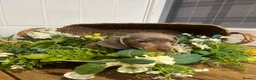 Miniature Dachshund dogs for sale: MINIATURE DACHSHUND PUPPIES  - Advert 4