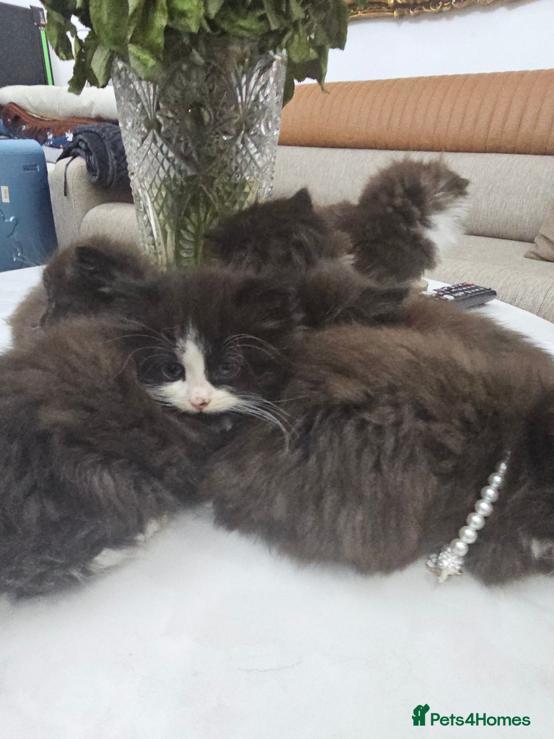 Persian cats for sale: Adorable half perian kittens available now,  - Advert 10