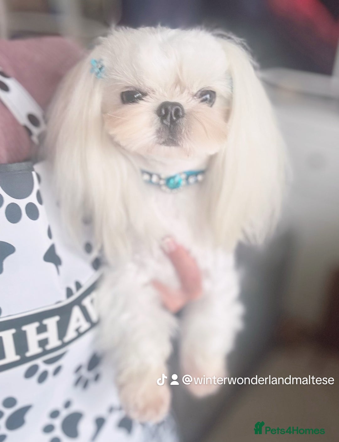 Maltese dogs for sale: 🩷Exquisite Full Korean Maltese Puppies🩵 - Image 7