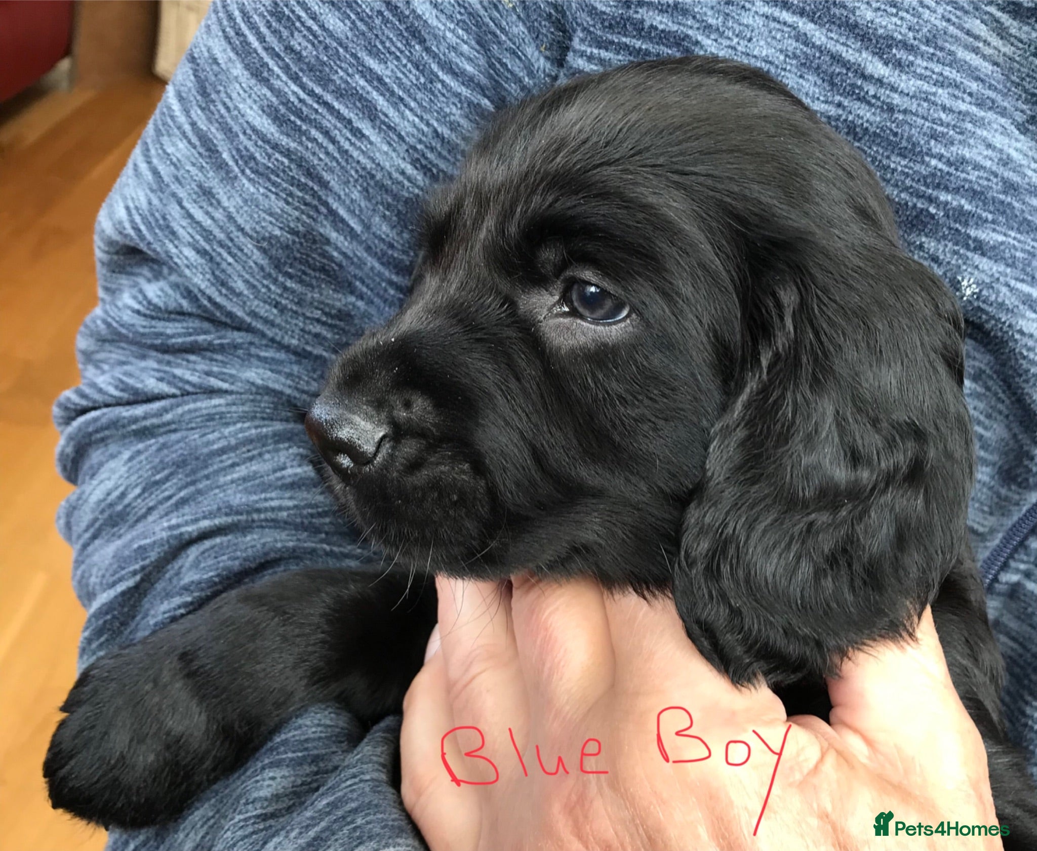 Mixed Breed dogs Cocker Spaniel/ Collie +spaniel puppies  - Advert 1