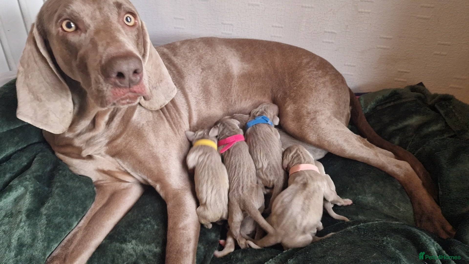 Weimaraner dogs for sale: Weimaraner Puppies Looking for Their Forver Home🐾 in Shrewsbury - Advert 4