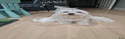 Maltese dogs for sale: Beautiful Maltese Boy PuppiesReadyFrom15thOctober  - Advert 5