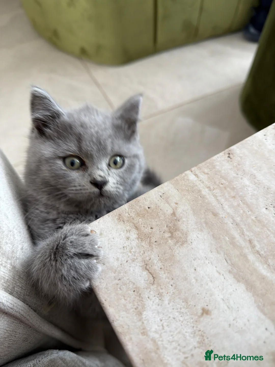 British Shorthair cats for sale: BRITISH SHORTHAIR CHUNKY BOY - Advert 2