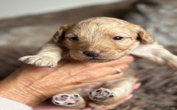 Labradoodle dogs for sale: Miniature Labradoodle Pups - Image 9