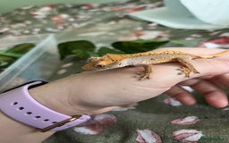 Gecko reptiles for sale: Lilly white and Dalmatian harlequin crested geckos - Image 11