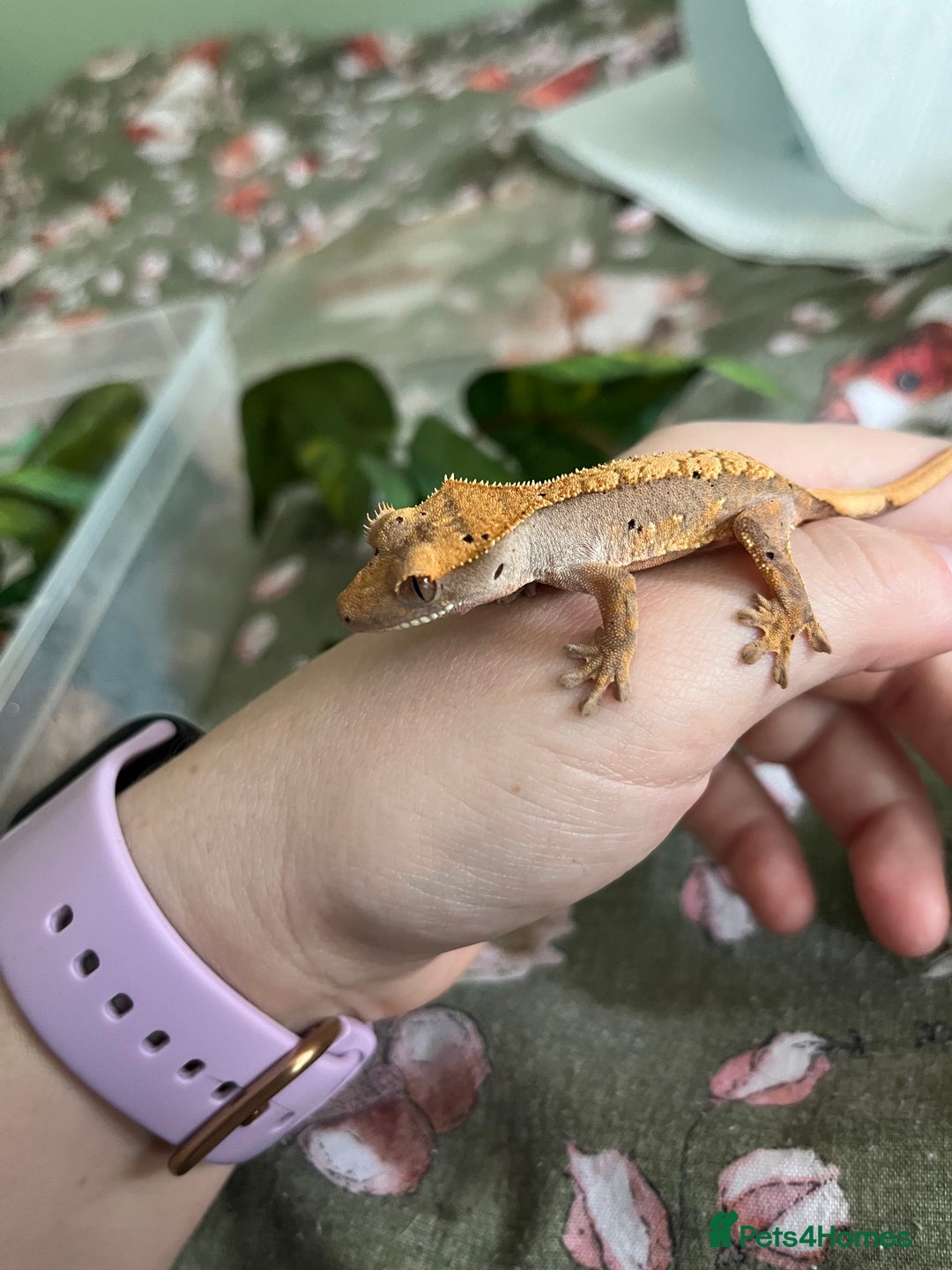Gecko reptiles for sale: Lilly white and Dalmatian harlequin crested geckos - Image 11