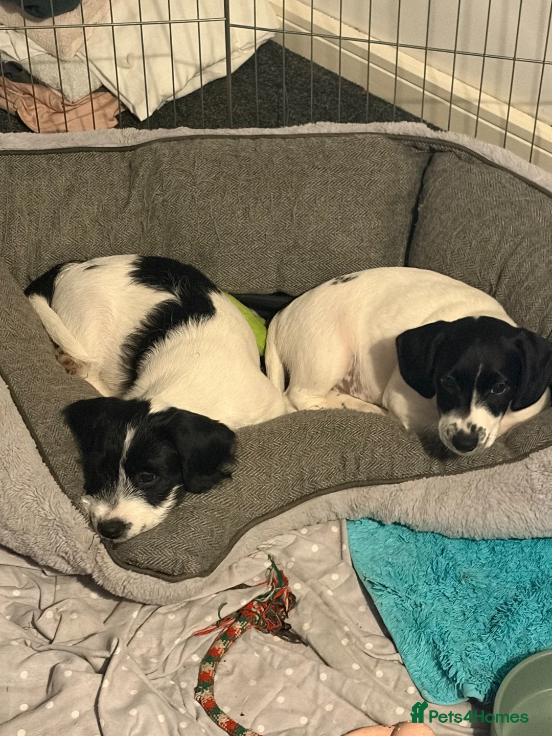 Mixed Breed dogs for sale: Only Two beautiful males left now  - Advert 1