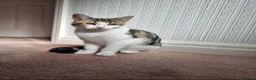 Mixed Breed cats for sale: Beautiful Maine Coon x Bengal Indoor Cat - Advert 2