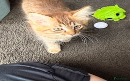 Ragdoll cats for sale: Cinnamon lynx ragdoll RARE  - Image 10