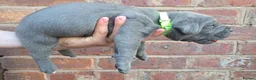 Cane Corso dogs for sale: 7 Blue Beautiful Cane Corso puppies 3 weeks old - Advert 3
