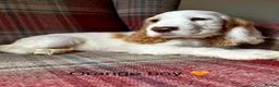 Cocker Spaniel dogs for sale: KC registered, show type, cocker spaniels  - Advert 10