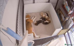 Beagle dogs for sale: Only 1 boy KC Registered Top Quality Beagle Puppy - Image 14