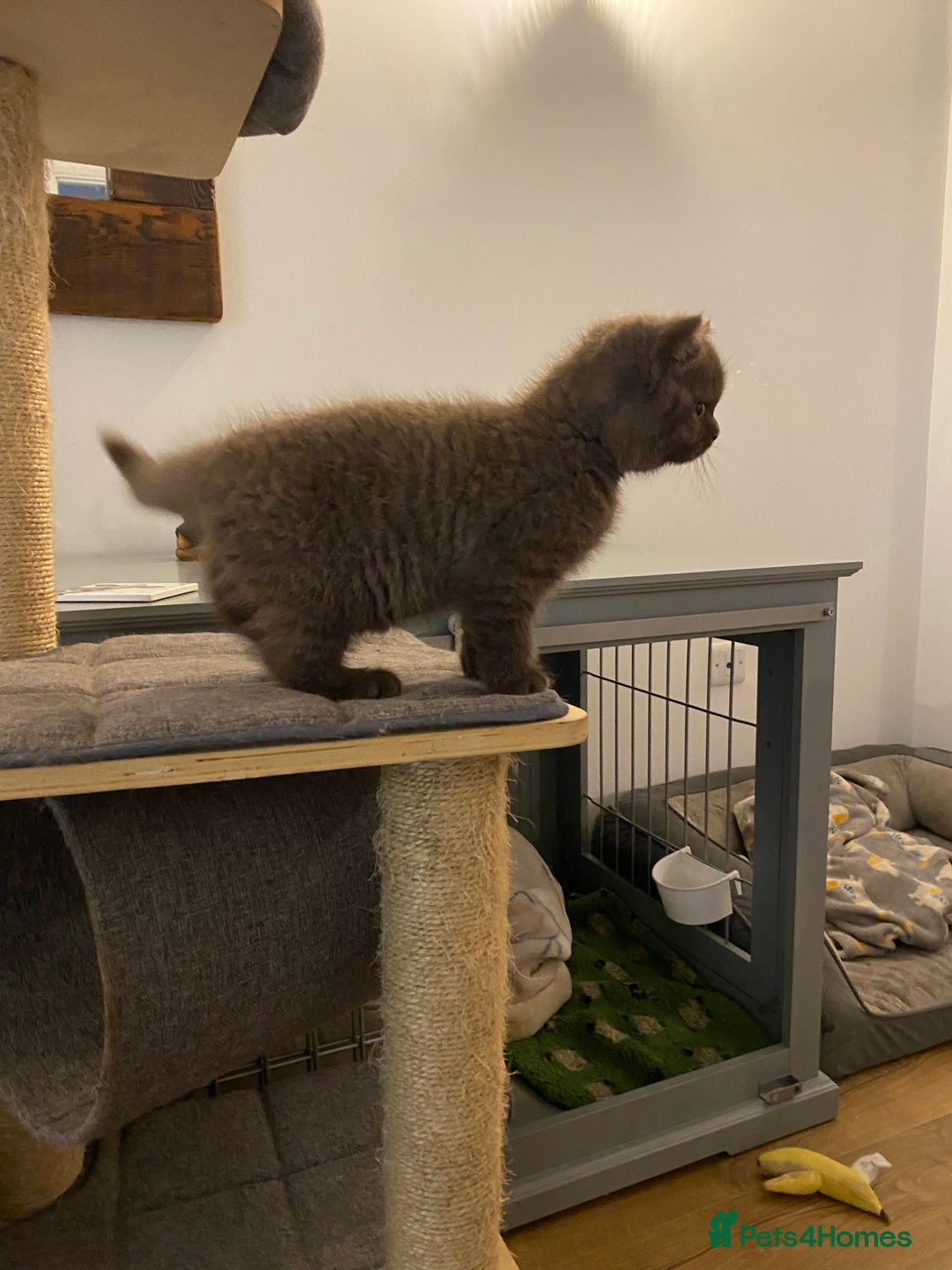 British Shorthair cats for sale: **SOLD ** British Shorthair Chocolate Male  - Image 3