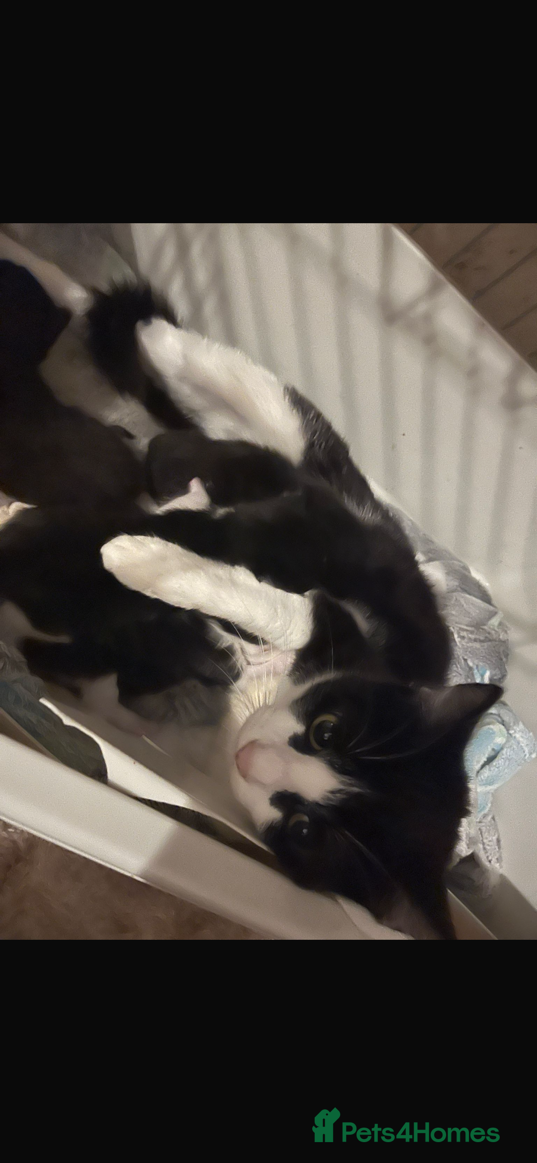 Domestic Shorthair cats for sale: Beautiful kittens - Image 7