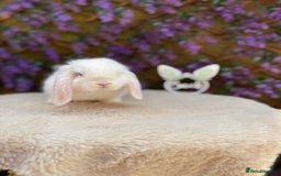 Mini Lop rabbits for sale: Mini lop sibling pair  - Image 8