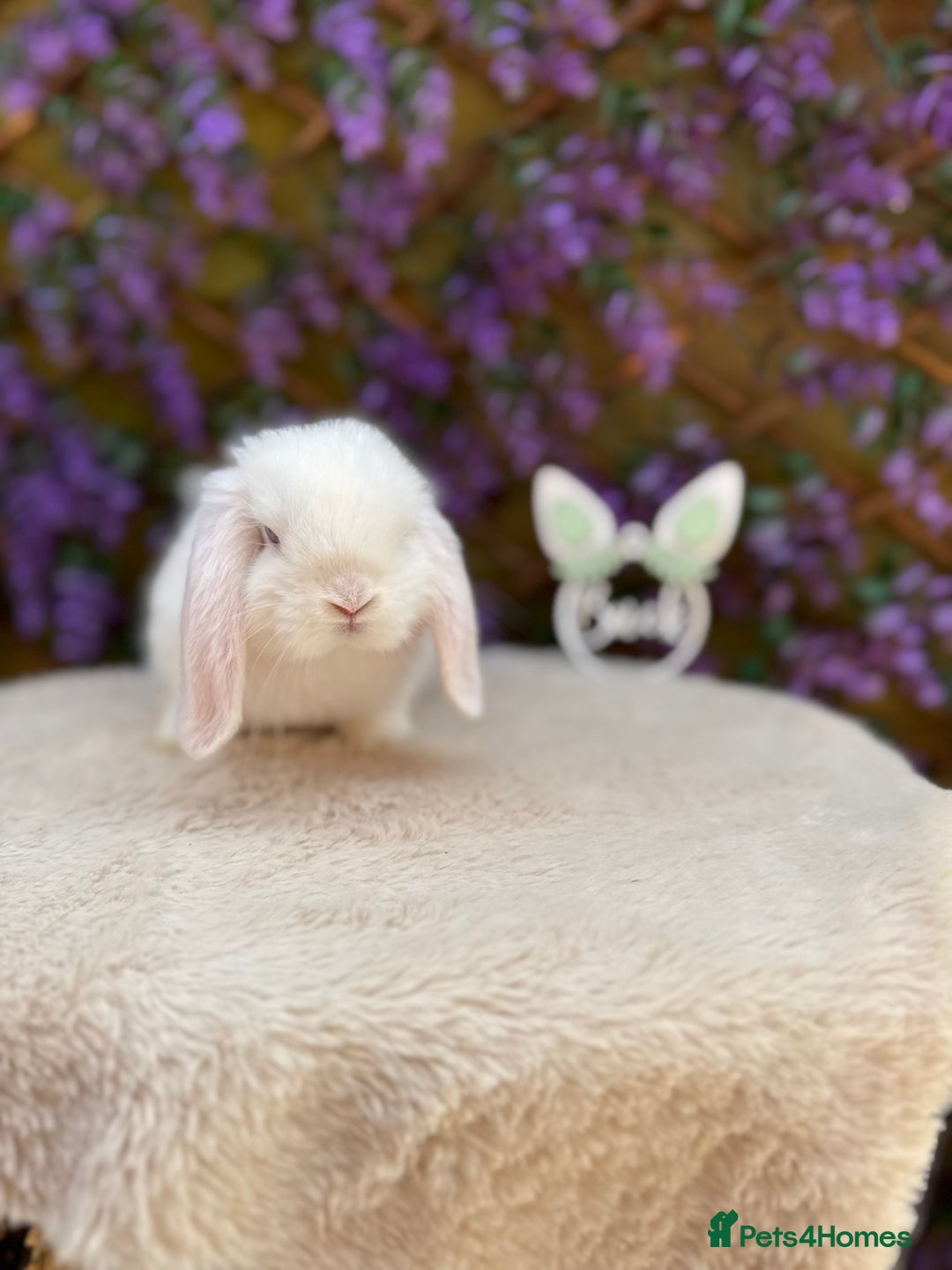 Mini Lop rabbits for sale: Mini lop sibling pair  - Image 8