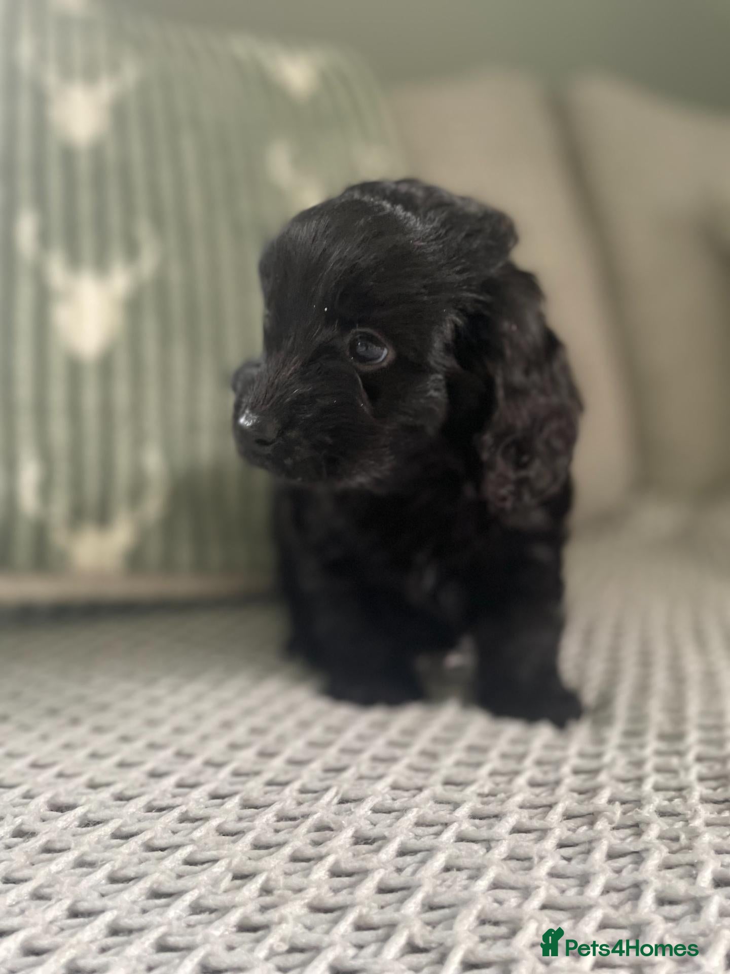 Cockapoo dogs cockapoo f1 puppies - Advert 1
