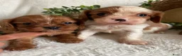 Cavalier King Charles Spaniel dogs for sale: EXTENSIVELY DNA TESTED CAVALIERS - Advert 5