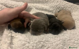 French Bulldog dogs for sale: French bulldog puppies - Image 3