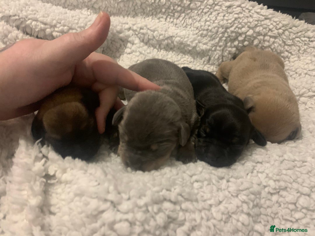 French Bulldog dogs for sale: French bulldog puppies - Image 3