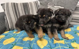 German Shepherd dogs for sale: German Shepherd Puppies - Image 5