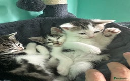 Mixed Breed cats for sale: Kittens from Loving home - Image 3