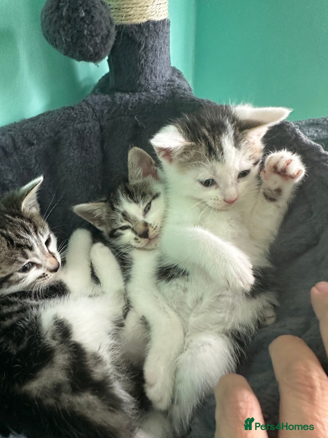 Mixed Breed cats for sale: Kittens from Loving home - Image 3