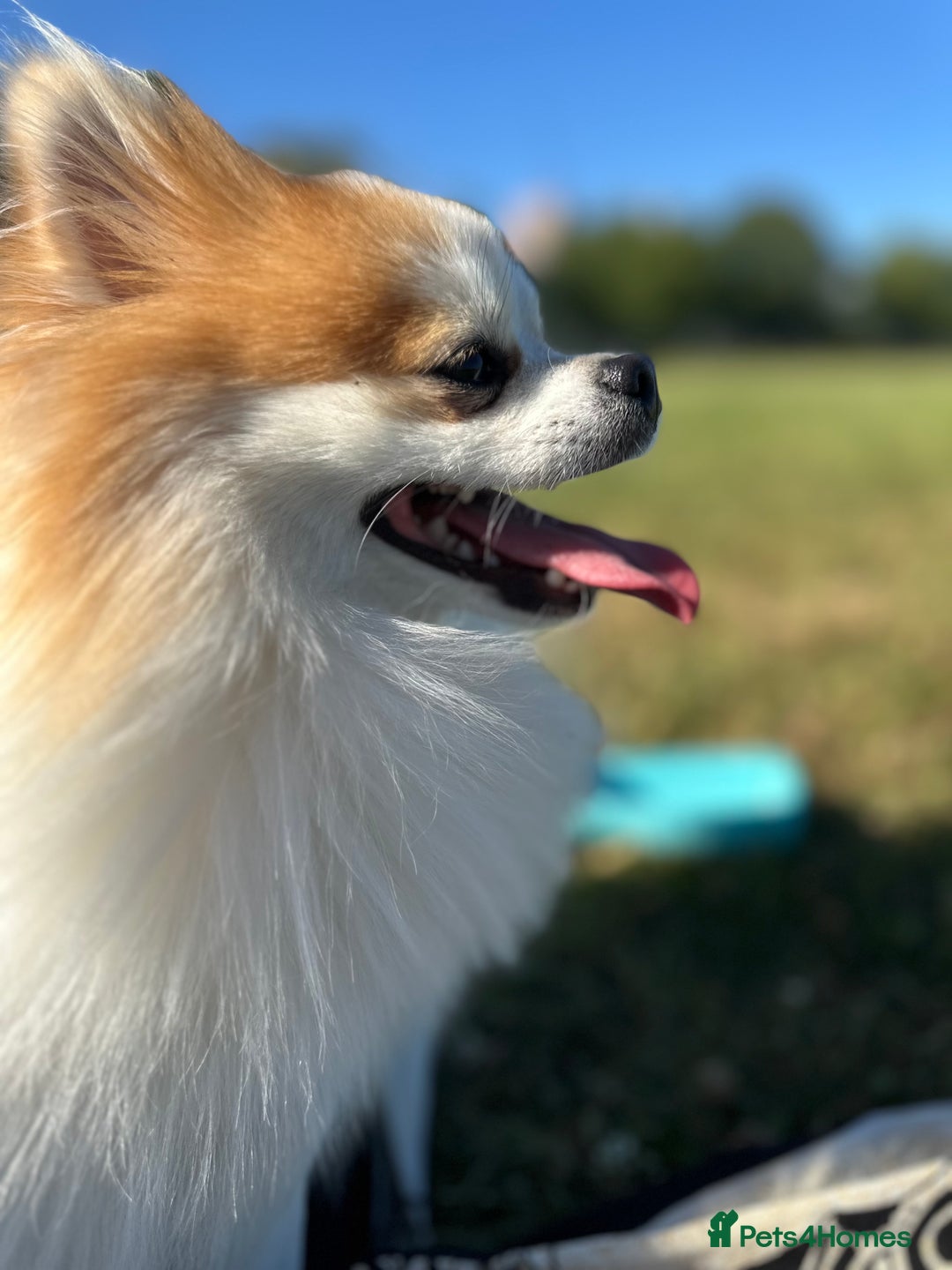 Pomeranian dogs for stud: Lover boy Romeo  - Advert 20