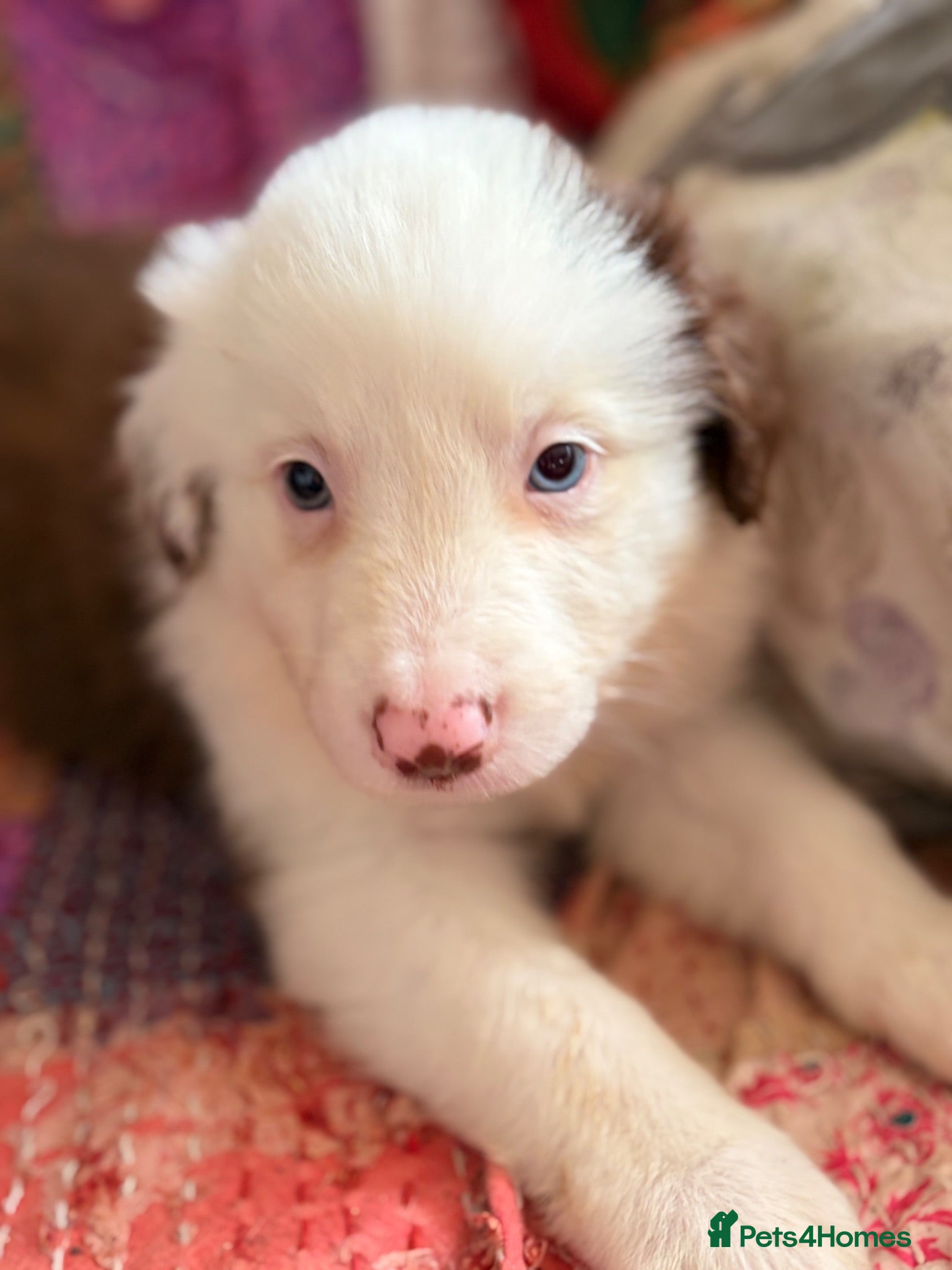 Border Collie dogs BEAUTIFUL BC PUPS, HEALTH TESTED CLEAR PARENTS  - Advert 1