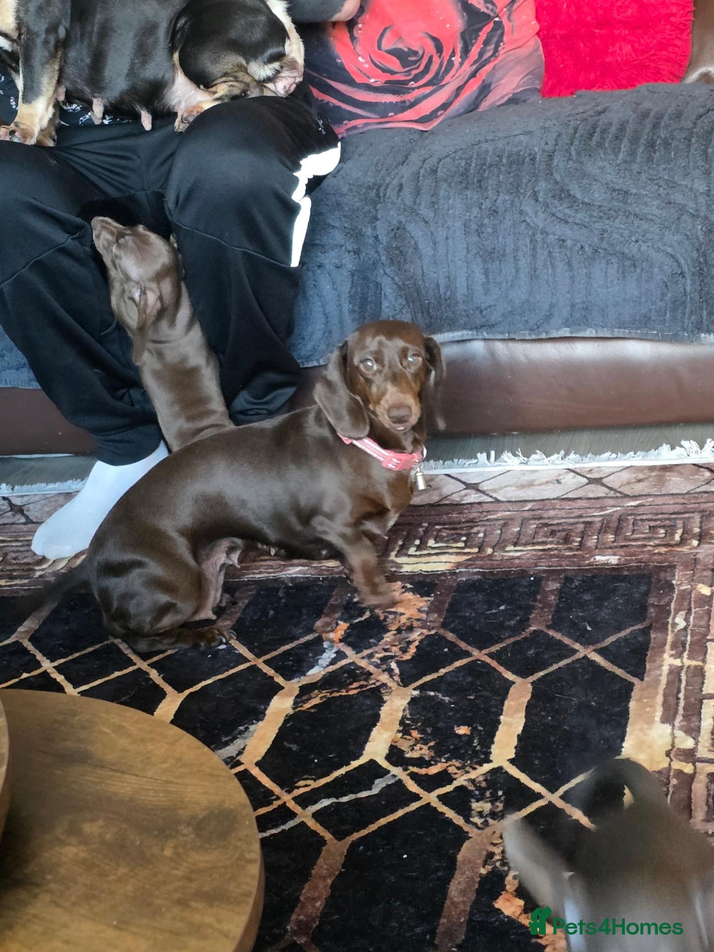 Miniature Dachshund dogs Kc registered miniature Dachshund boys  - Advert 2