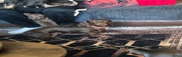 Miniature Dachshund dogs for sale: Kc registered miniature Dachshund boys  - Advert 2