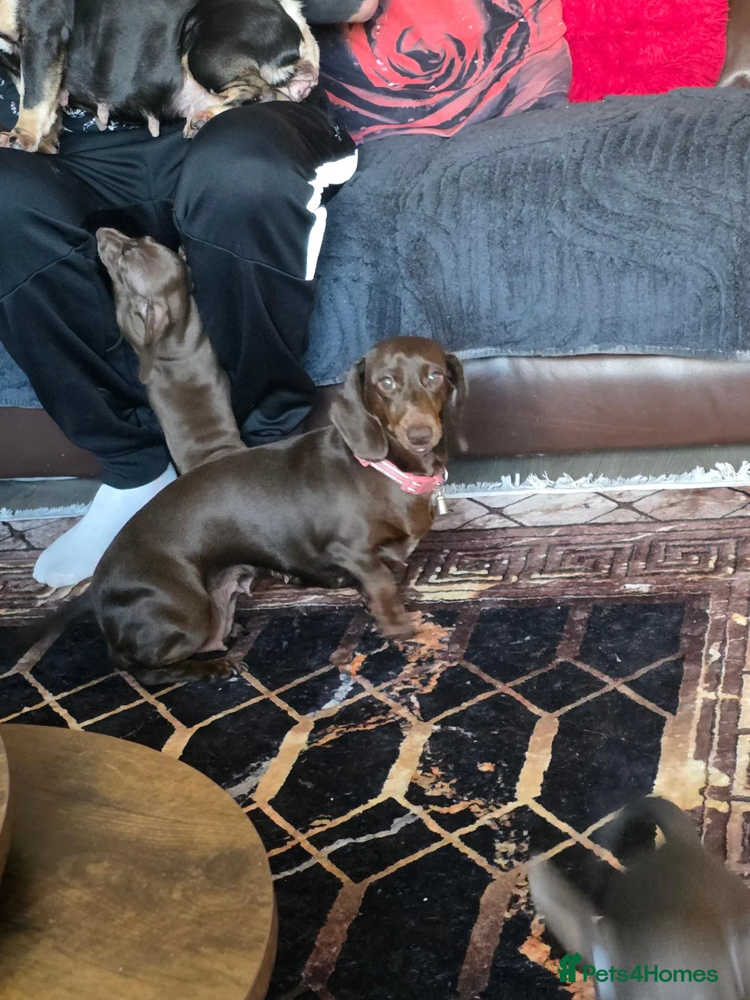 Miniature Dachshund dogs for sale: Kc registered miniature Dachshund boys  - Advert 2