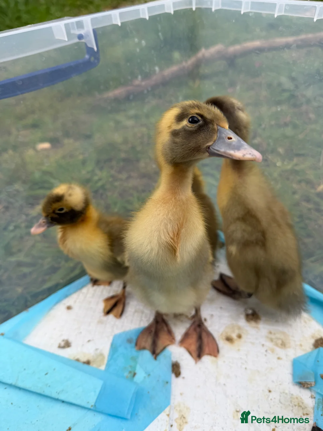 Ducks poultry for sale: 5 Indian Runner Ducklings  - Advert 9