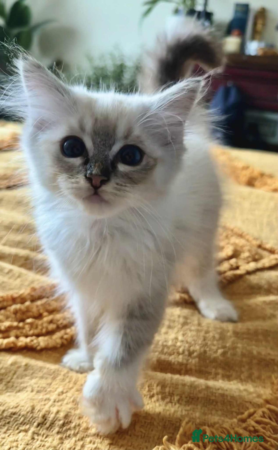 Ragdoll cats for sale:  Charming and fluffy Female Ragdoll Kittens - Image 16